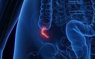 What does the appendix do? Biologists explain the complicated evolution of this inconvenient organ What does the appendix do? Biologists explain the complicated evolution of this inconvenient organ