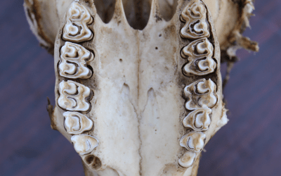 Ancient teeth reveal clues to the environment humans’ early ancestors evolved in millions of years ago Ancient teeth reveal clues to the environment humans’ early ancestors evolved in millions of years ago