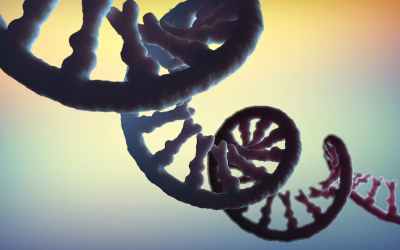 RNA is key to the dark matter of the genome − scientists are sequencing it to illuminate human health and disease RNA is key to the dark matter of the genome − scientists are sequencing it to illuminate human health and disease