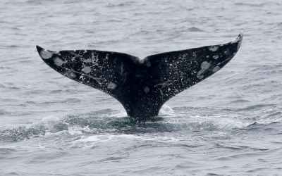 Gray whales are dying in San Francisco Bay at an alarming rate – this isn’t normal Gray whales are dying in San Francisco Bay at an alarming rate – this isn’t normal