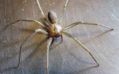 How does spider venom damage human cells? Researchers uncover the killer mechanism of recluse spider toxin How does spider venom damage human cells? Researchers uncover the killer mechanism of recluse spider toxin