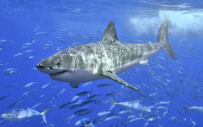 As Oceans Warm, Great White Sharks Are Overheating As Oceans Warm, Great White Sharks Are Overheating