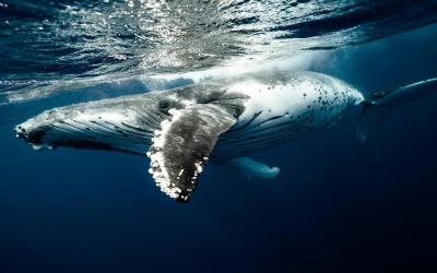 Older Humpbacks Prove Better at Wooing Mates Older Humpbacks Prove Better at Wooing Mates