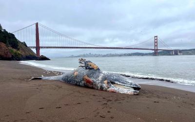 One in Five Gray Whales That Enter San Francisco Bay Die There One in Five Gray Whales That Enter San Francisco Bay Die There