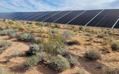 Mojave Solar Farm a Haven for Rare Desert Plant Mojave Solar Farm a Haven for Rare Desert Plant