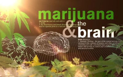 Scientists say marijuana doesn’t ease anxiety or other mental health conditions Scientists say marijuana doesn’t ease anxiety or other mental health conditions