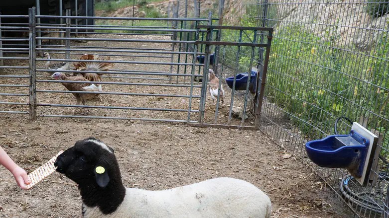 Rioters violently assault Jewish shepherds in Gush Etzion Rioters violently assault Jewish shepherds in Gush Etzion