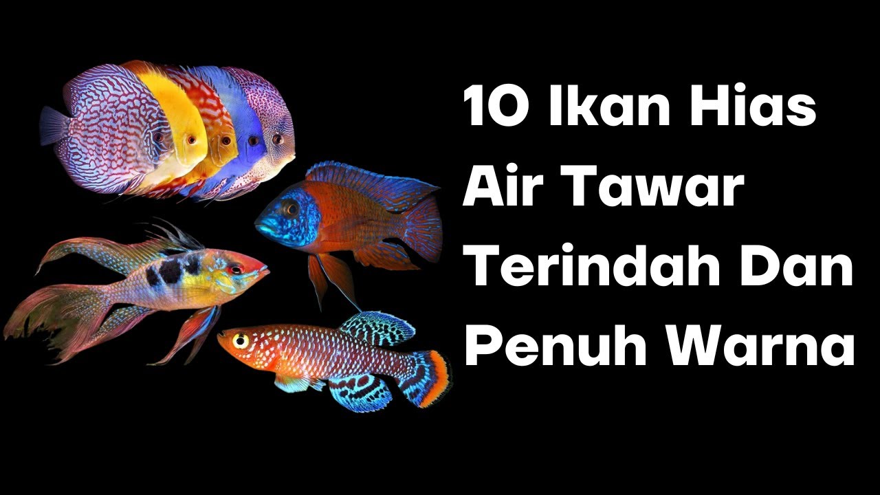 Sepuluh Ikan Hias Air Tawar Dengan Warna Yang Memukau Sepuluh Ikan Hias Air Tawar Dengan Warna Yang Memukau