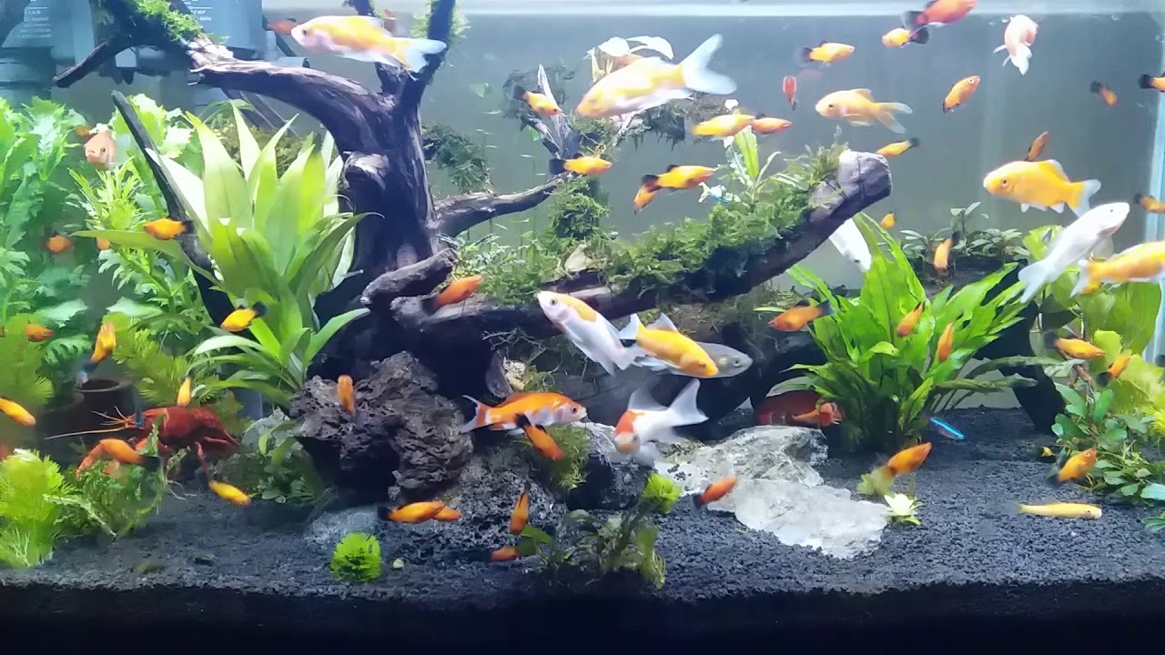 Ikan Hias Yang Cocok Untuk Akuarium Outdoor Ikan Hias Yang Cocok Untuk Akuarium Outdoor