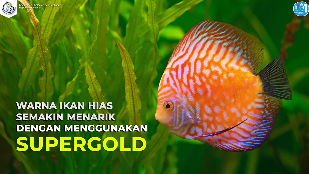 Cara Meningkatkan Warna Ikan Hias Secara Alami Cara Meningkatkan Warna Ikan Hias Secara Alami
