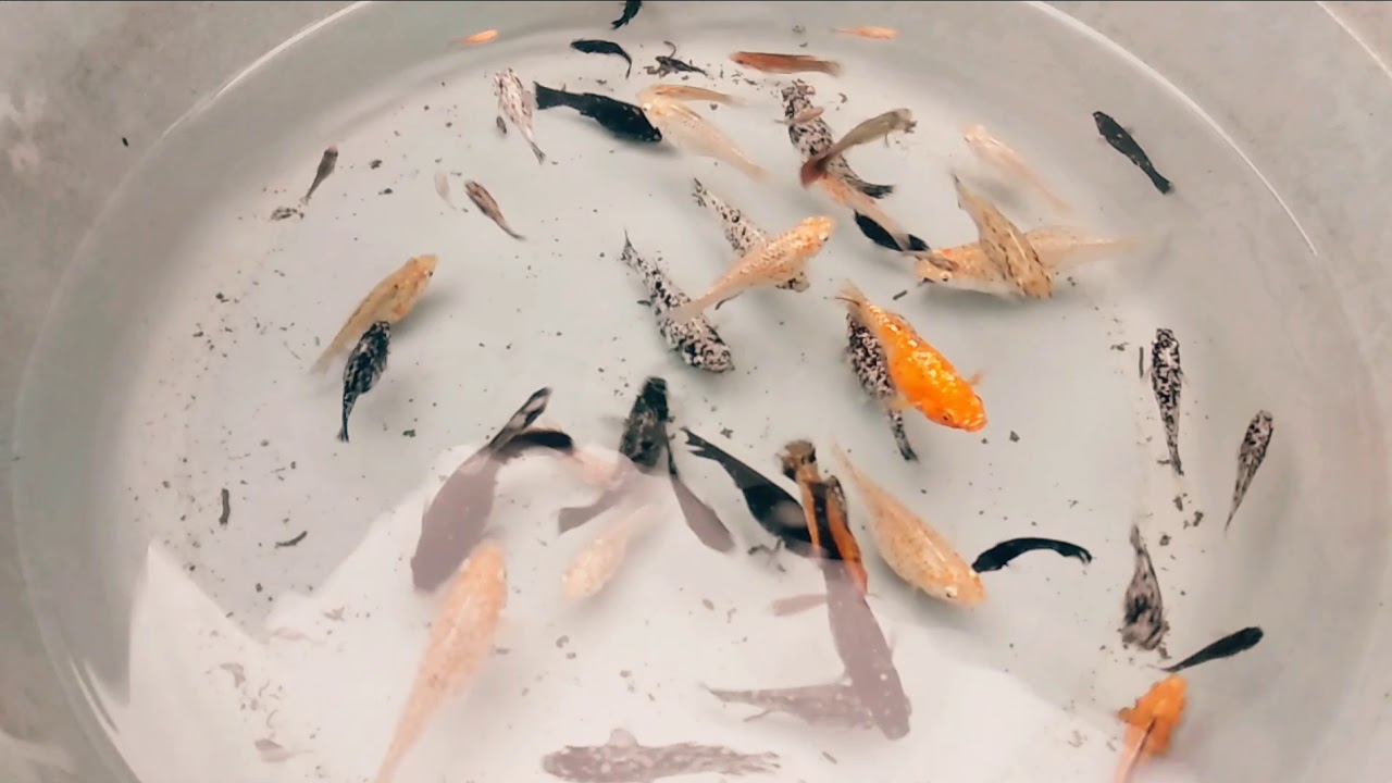 Panduan Mengembangbiakkan Ikan Hias Di Rumah Panduan Mengembangbiakkan Ikan Hias Di Rumah