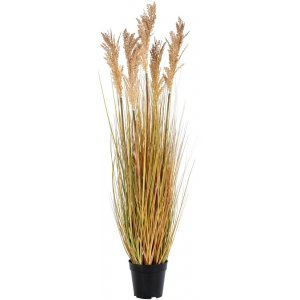 Sorghum konstblomma – Gul
