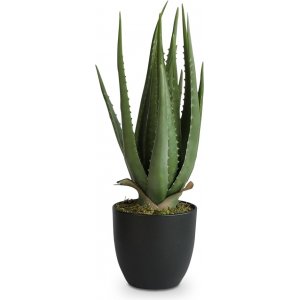 Verde konstväxt – Alovera