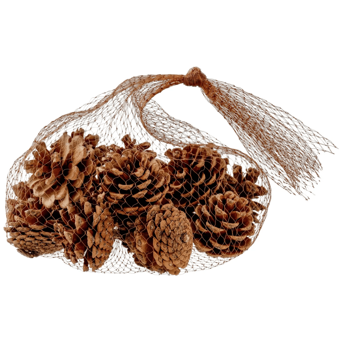 Grankottar Dalip; 4 cm (Ø); Brun
