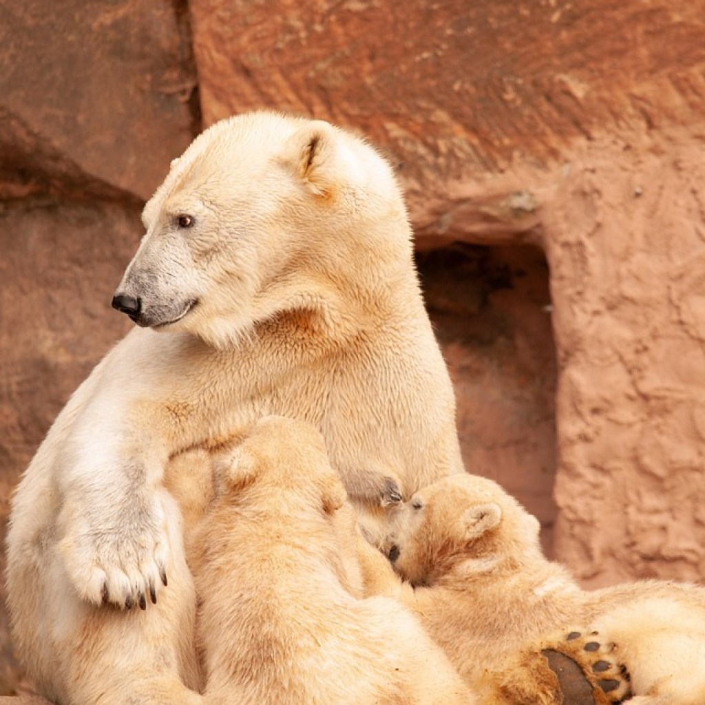 The Power of Community: Building Support Networks for New Moms The Power of Community: Building Support Networks for New Moms