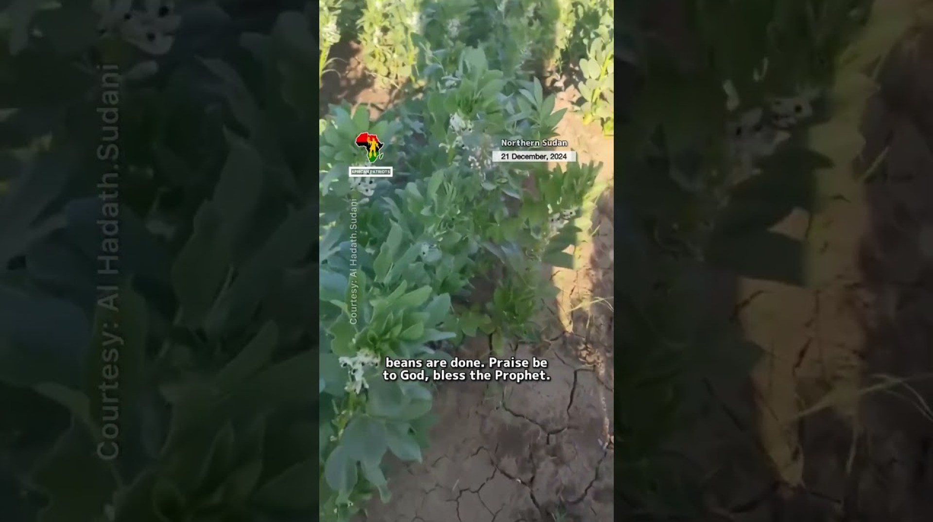 Farmers in Sudan show resilience amid on going crisis #africa #sudan #shorts Farmers in Sudan show resilience amid on going crisis #africa #sudan #shorts