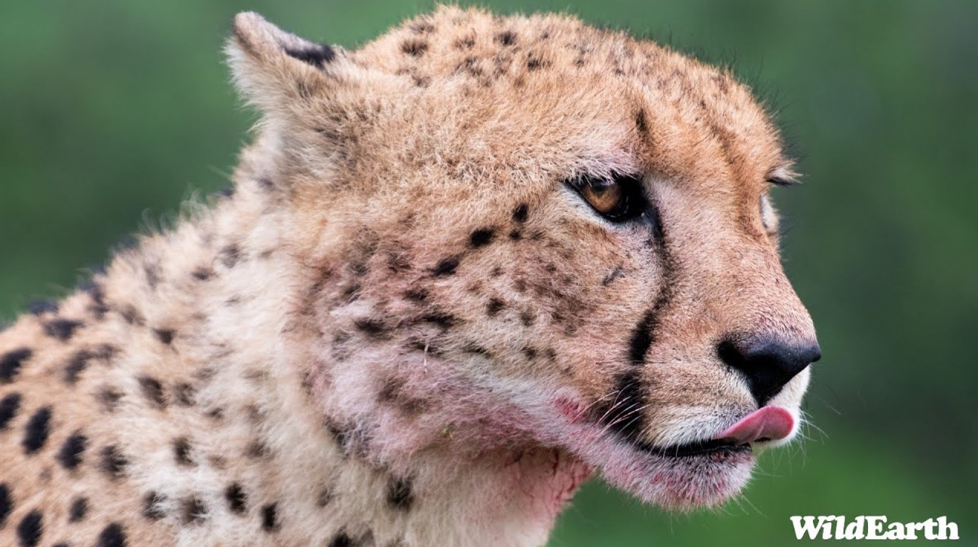 SafariLIVE Sunrise Safari – 25 July 2024 SafariLIVE Sunrise Safari – 25 July 2024