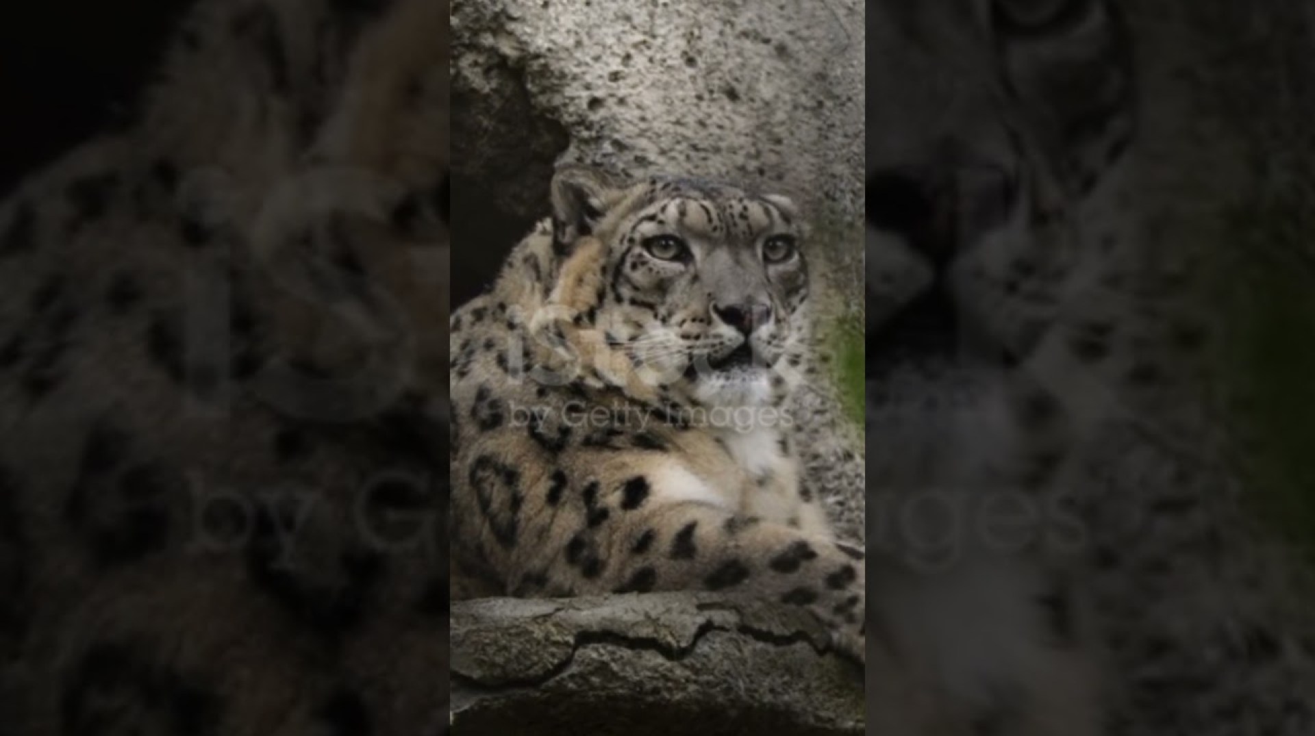 Inside the secretive world of snow leopards#pakistan Inside the secretive world of snow leopards#pakistan