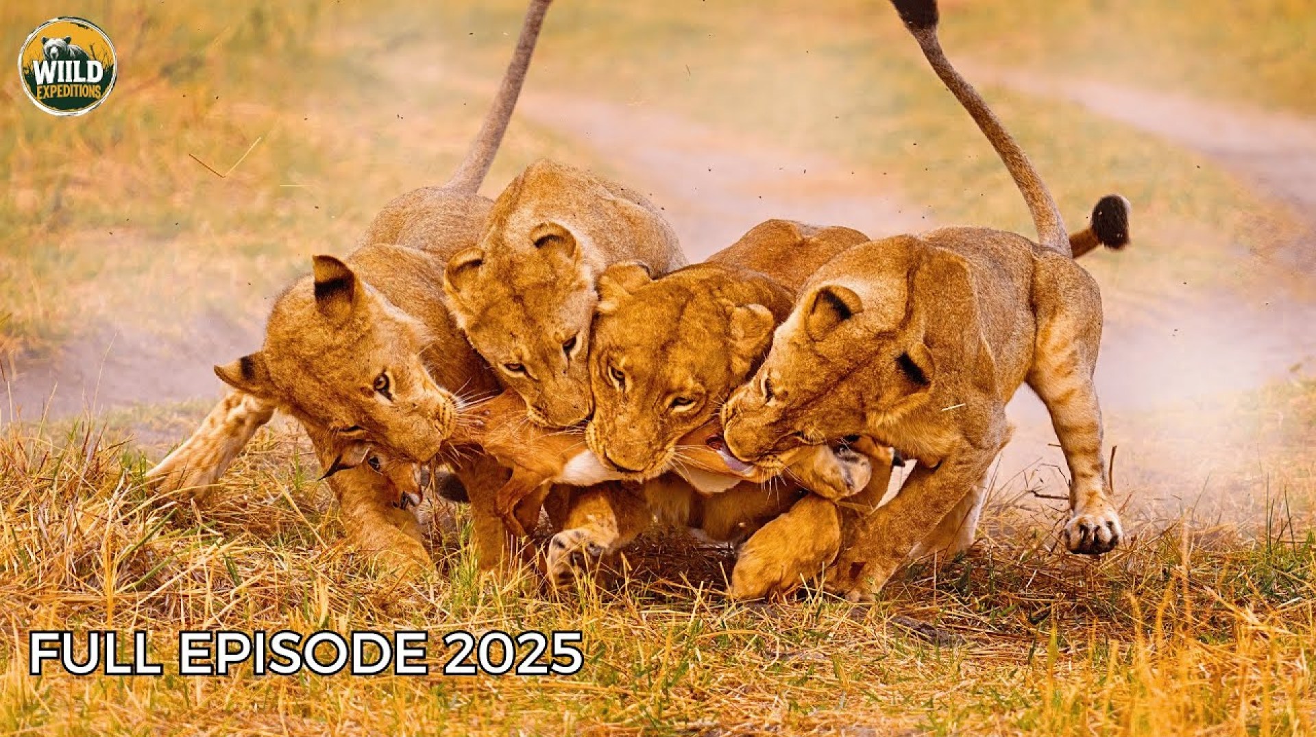 African Lions | When the Kings Face Death | Animal Documentary African Lions | When the Kings Face Death | Animal Documentary
