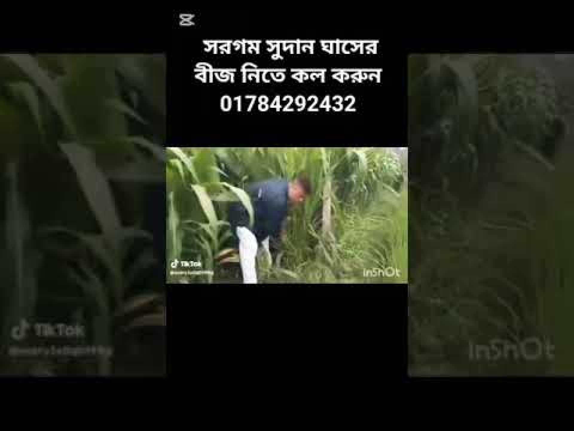 #01784292432#shortvideo #agriculture #farming #viralvideo #sudan #grass #01784292432#shortvideo #agriculture #farming #viralvideo #sudan #grass