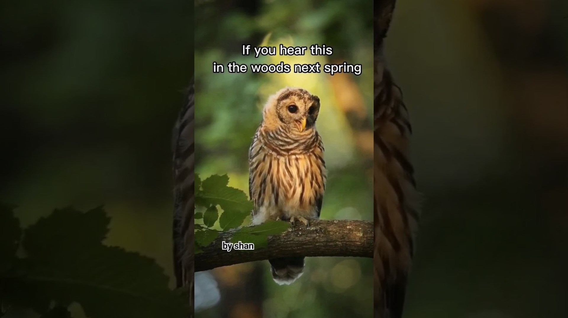 Baby owl calls for food. High definition, wildlife documentary #nature #shorts #birds #birdspecies Baby owl calls for food. High definition, wildlife documentary #nature #shorts #birds #birdspecies