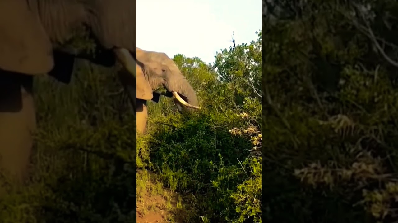 Wildlife documentary Elephant Wildlife documentary Elephant