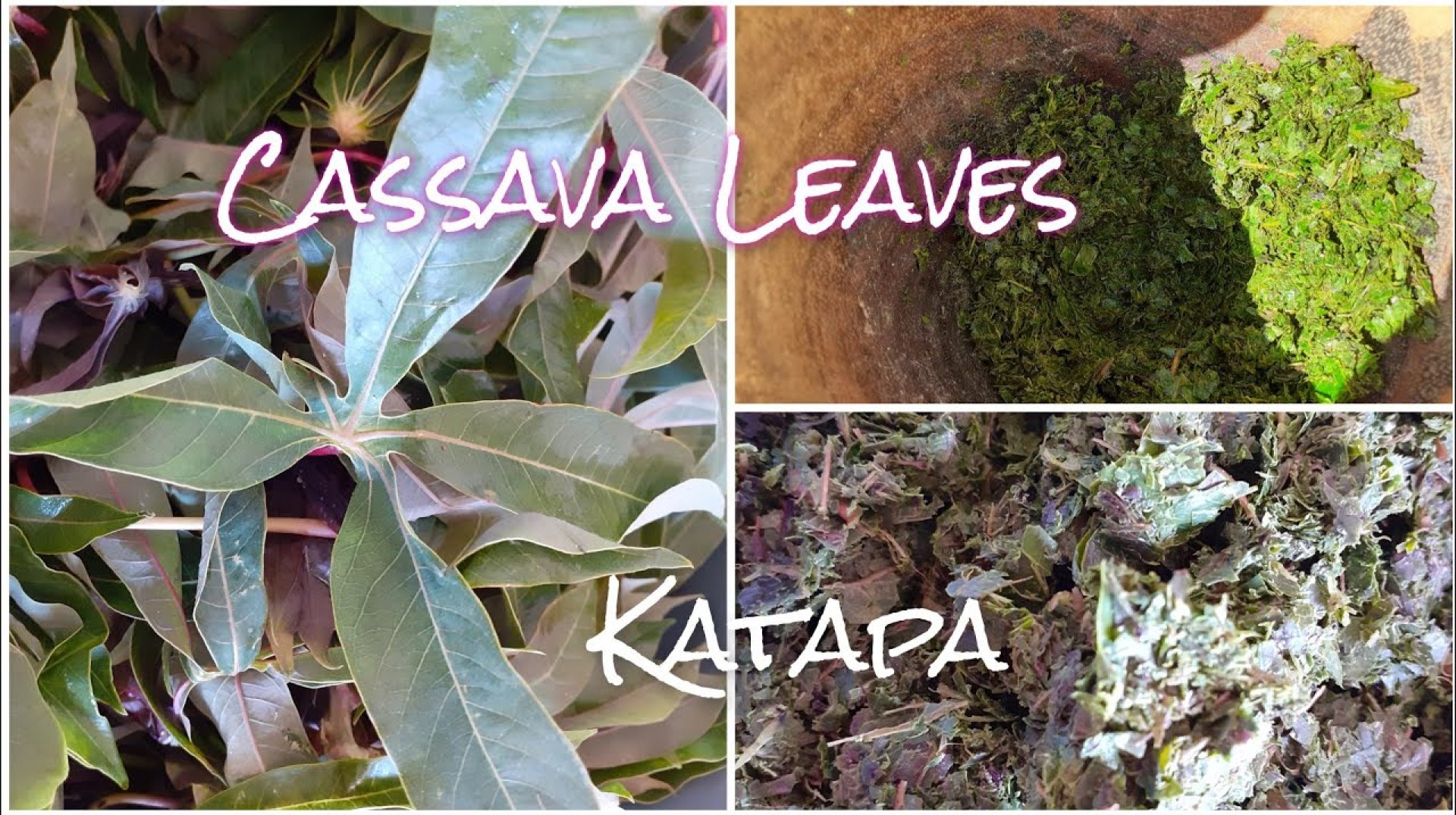 Cassava Leaves (katapa) Cooking Cassava Leaves (katapa) Cooking