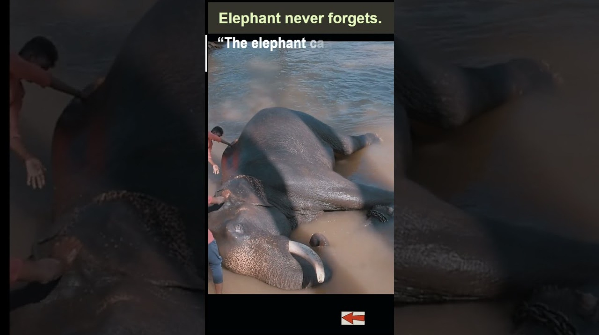 elephant whisperer documentary #youtubeshorts #oscars2023 #shorts #trending @techdarsh elephant whisperer documentary #youtubeshorts #oscars2023 #shorts #trending @techdarsh