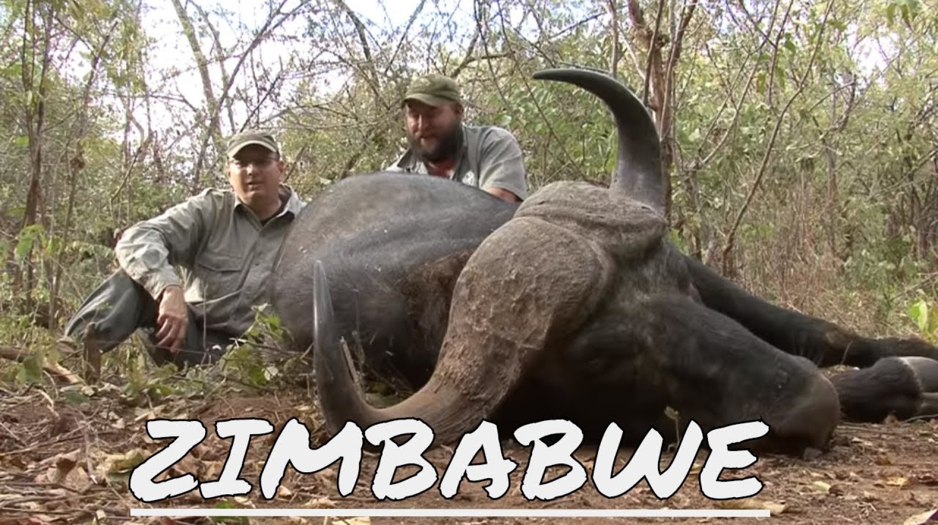 Buffalo CLOSE quarter hunting in Zimbabwe – EXCITING stuff Buffalo CLOSE quarter hunting in Zimbabwe – EXCITING stuff
