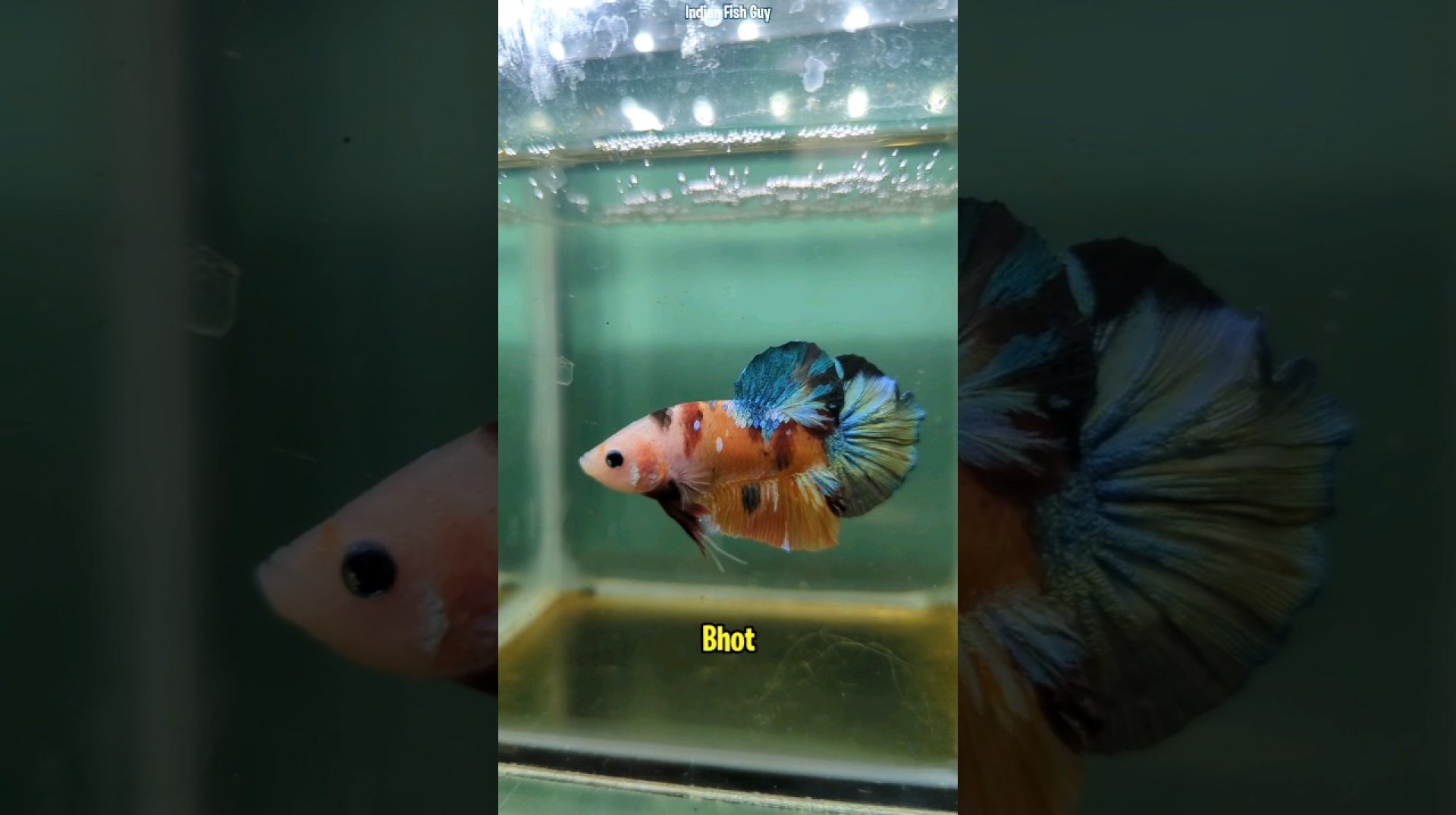 Bought Vibrant Female Betta Fish! #ytshorts #shorts Bought Vibrant Female Betta Fish! #ytshorts #shorts