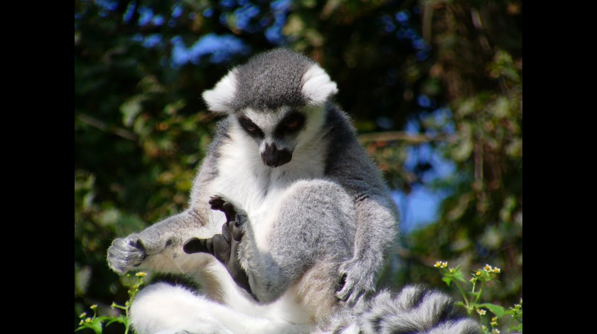 Lemurs in Madagascar Lemurs in Madagascar