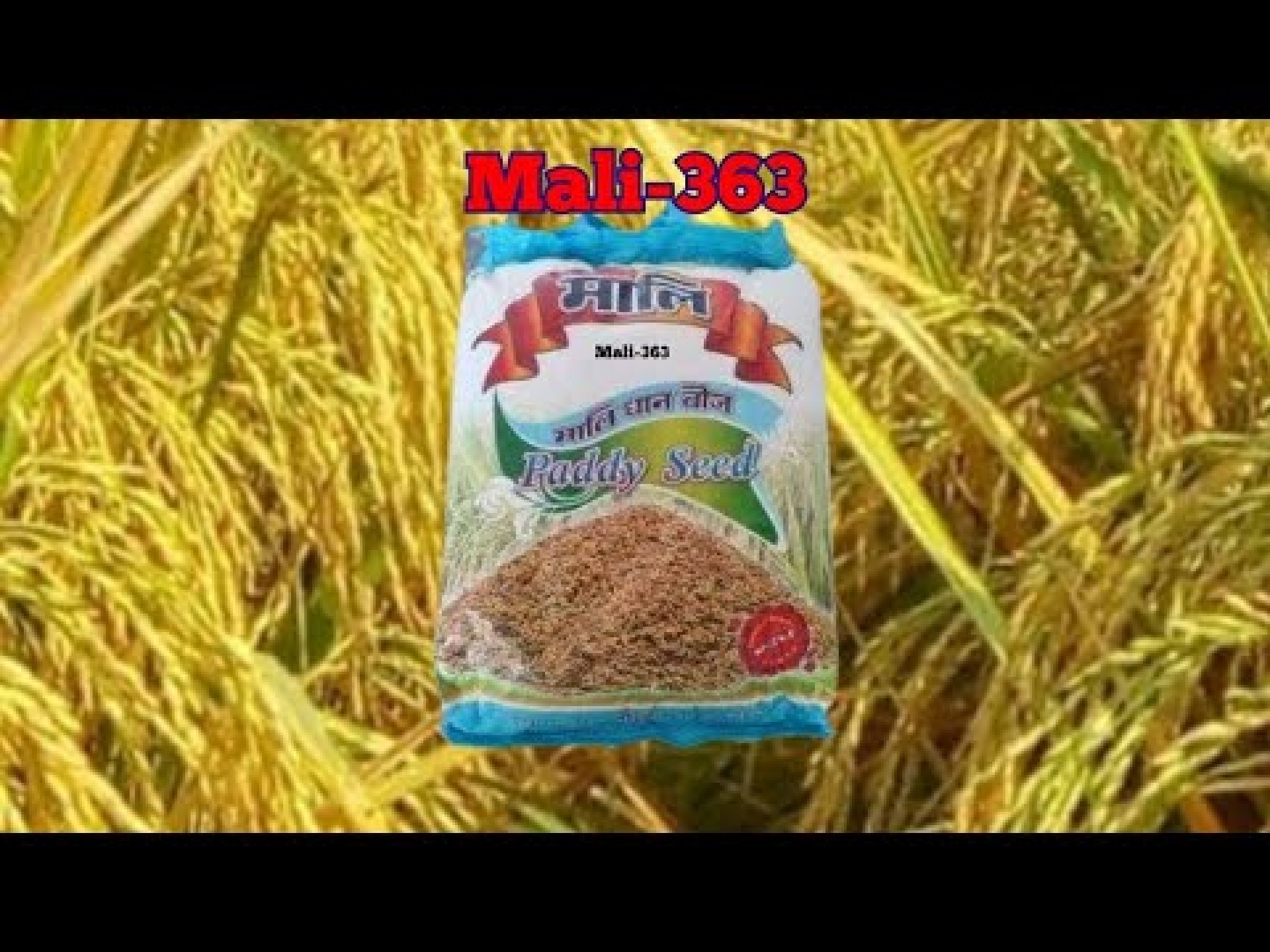 Mali 363/rabi paddy/120 ru 125 day/mali seeds/125 to 130 day/rrabi dhan/120dinia dhan Mali 363/rabi paddy/120 ru 125 day/mali seeds/125 to 130 day/rrabi dhan/120dinia dhan