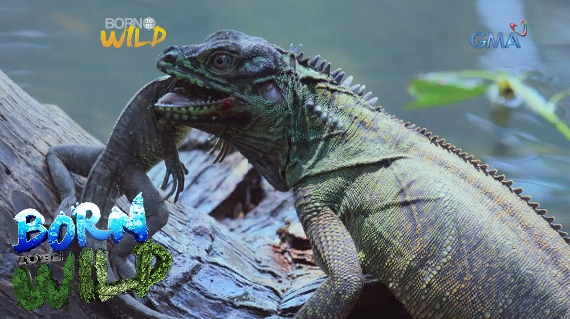 Born to be Wild: Philippine sailfin lizards in Misamis Oriental Born to be Wild: Philippine sailfin lizards in Misamis Oriental