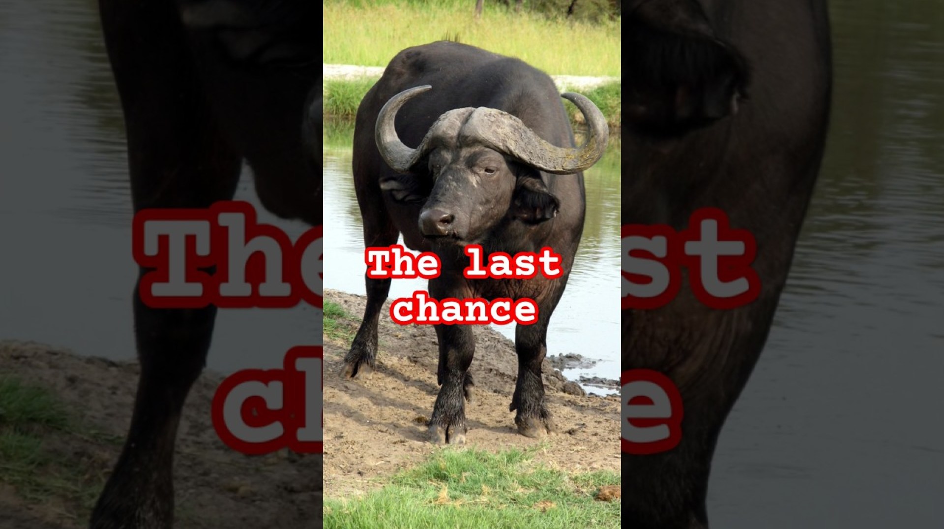 fight between lion and buffalo l African wildlife documentary #africanwildlife fight between lion and buffalo l African wildlife documentary #africanwildlife