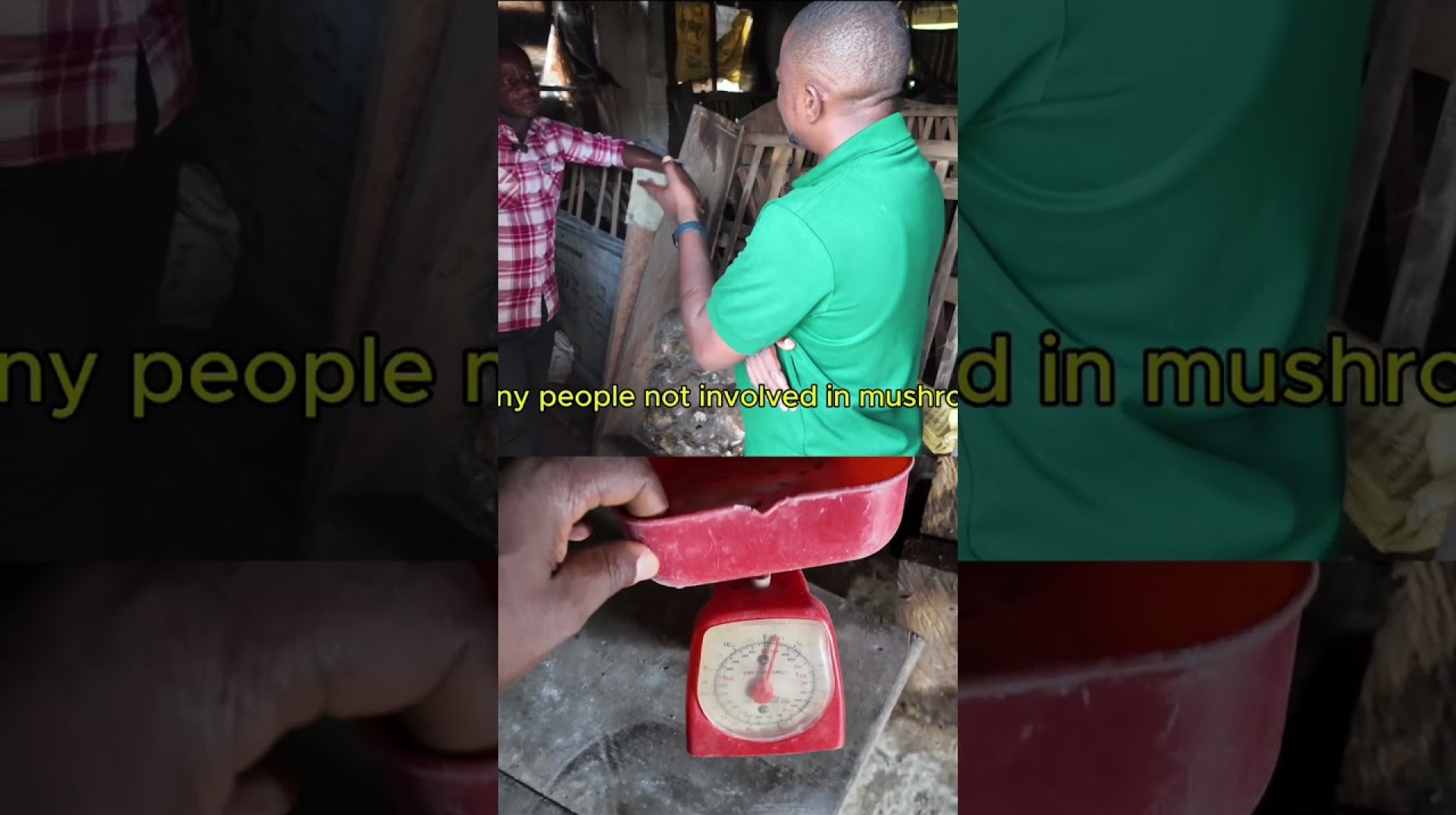 This Farmer is Making Millions Farming Mushroom #farming #farmingyourfuture #agribusiness #gardening This Farmer is Making Millions Farming Mushroom #farming #farmingyourfuture #agribusiness #gardening