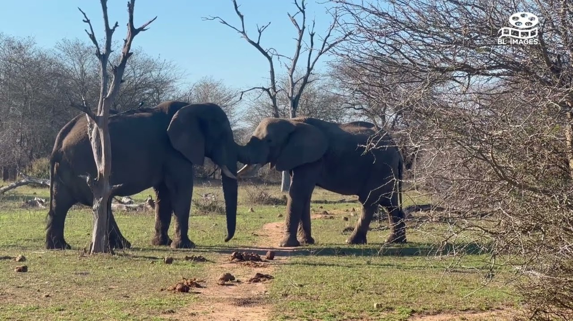 Kruger National Park's Insider Secrets: The Perfect Time to Embark on Your Safari Kruger National Park's Insider Secrets: The Perfect Time to Embark on Your Safari