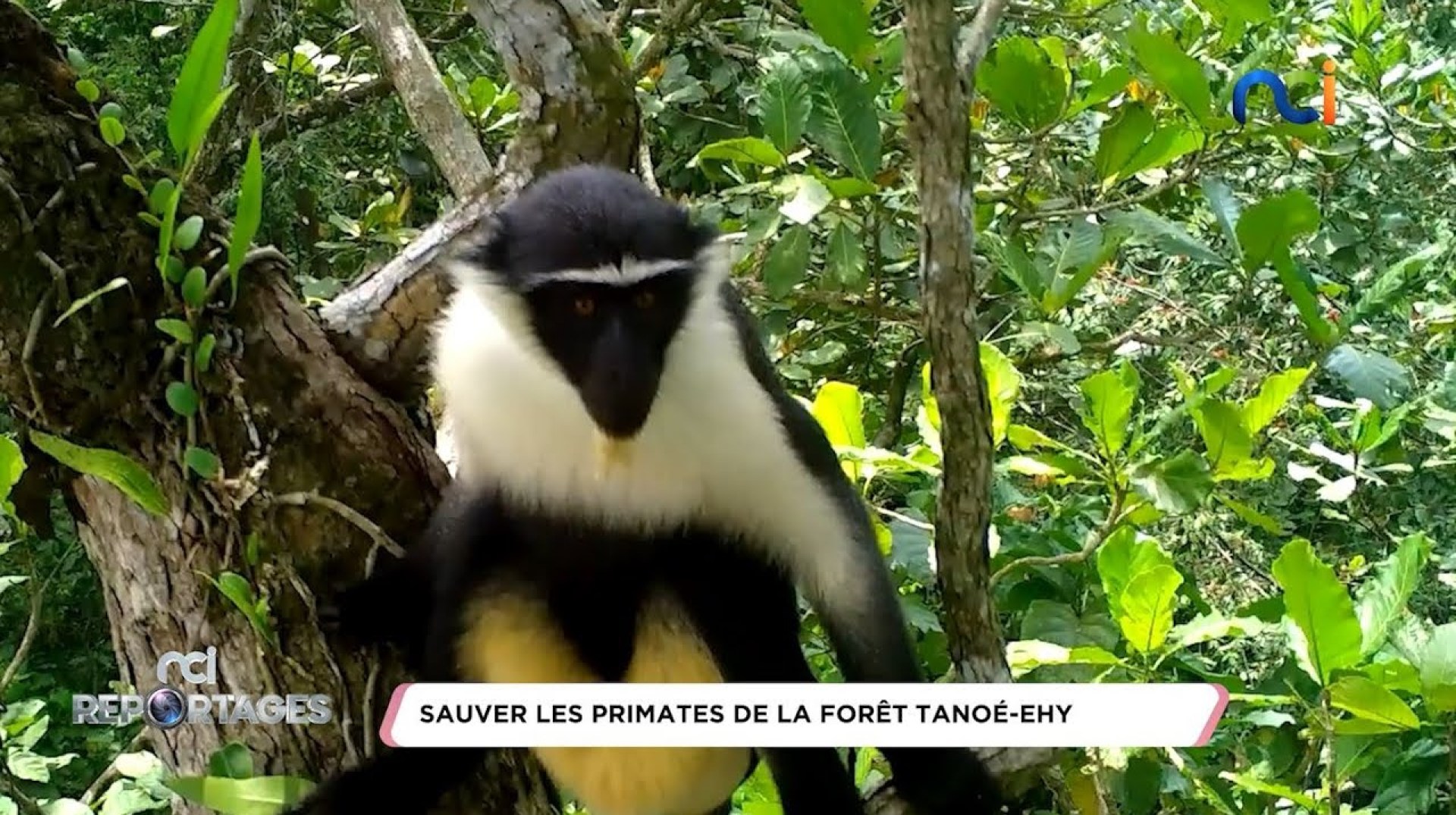 NCI Reportages | Sauver les primates de la forêt Tanoé-Ehy NCI Reportages | Sauver les primates de la forêt Tanoé-Ehy
