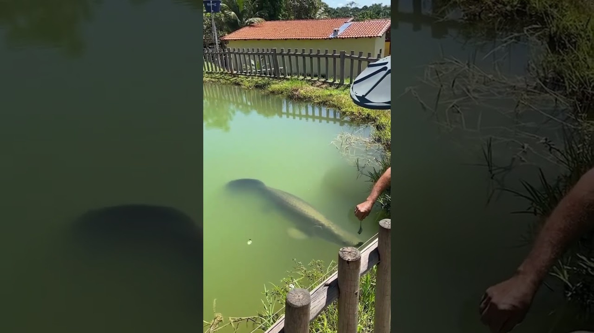 Feeding Monster Arapaima Fish Feeding Monster Arapaima Fish