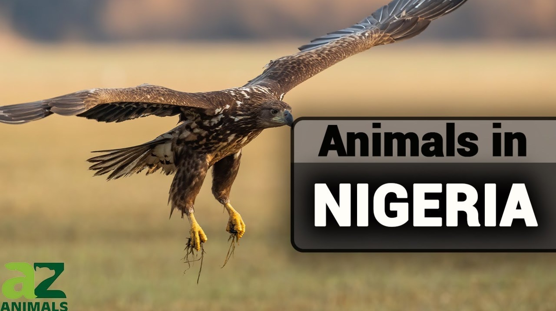Animals in Nigeria – A Guide To Types of Nigerian Animals Animals in Nigeria – A Guide To Types of Nigerian Animals
