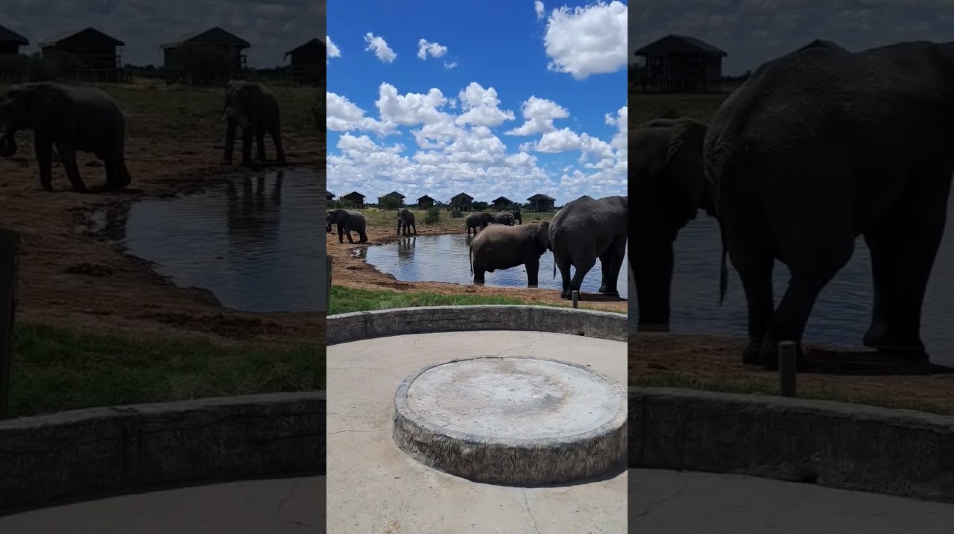 So Close! Awesome Elephant Sands #africa #elephant #botswana #closeup #wild #crossafrica So Close! Awesome Elephant Sands #africa #elephant #botswana #closeup #wild #crossafrica