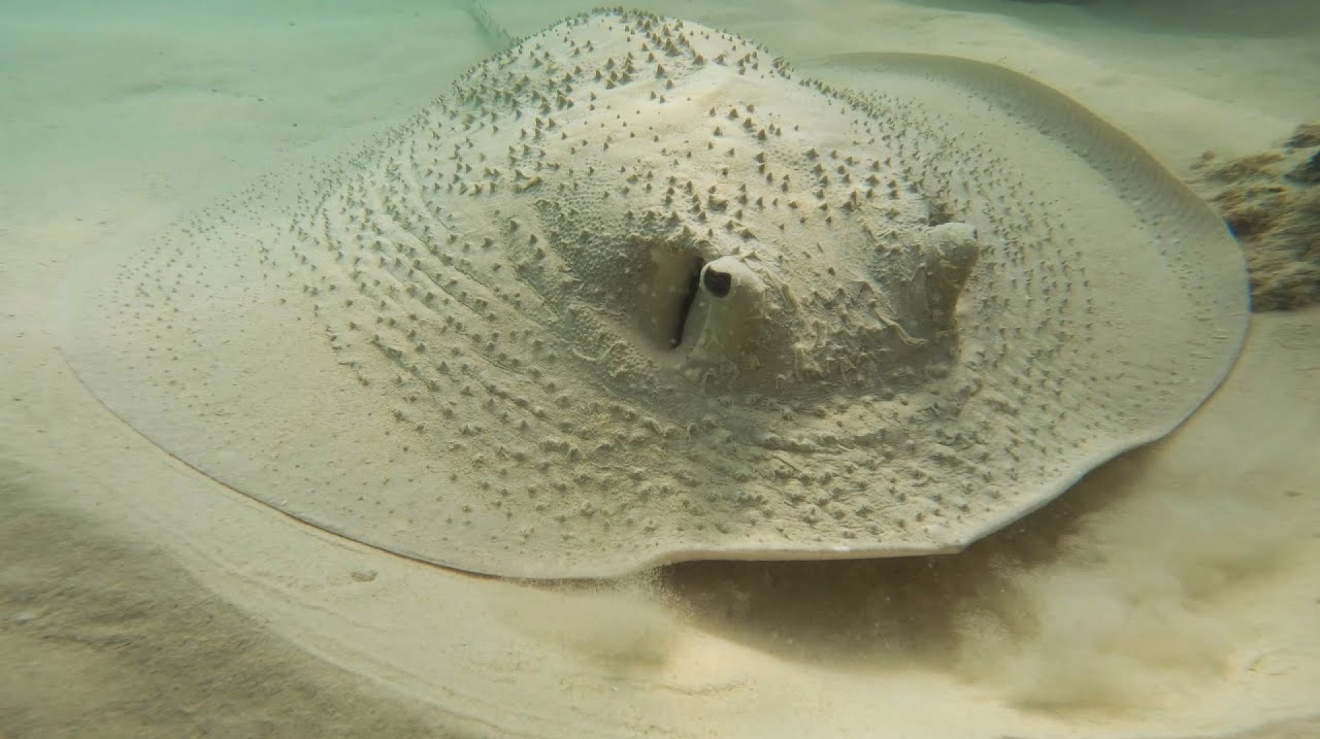 Biodiversidad marina en las islas Seychelles Biodiversidad marina en las islas Seychelles