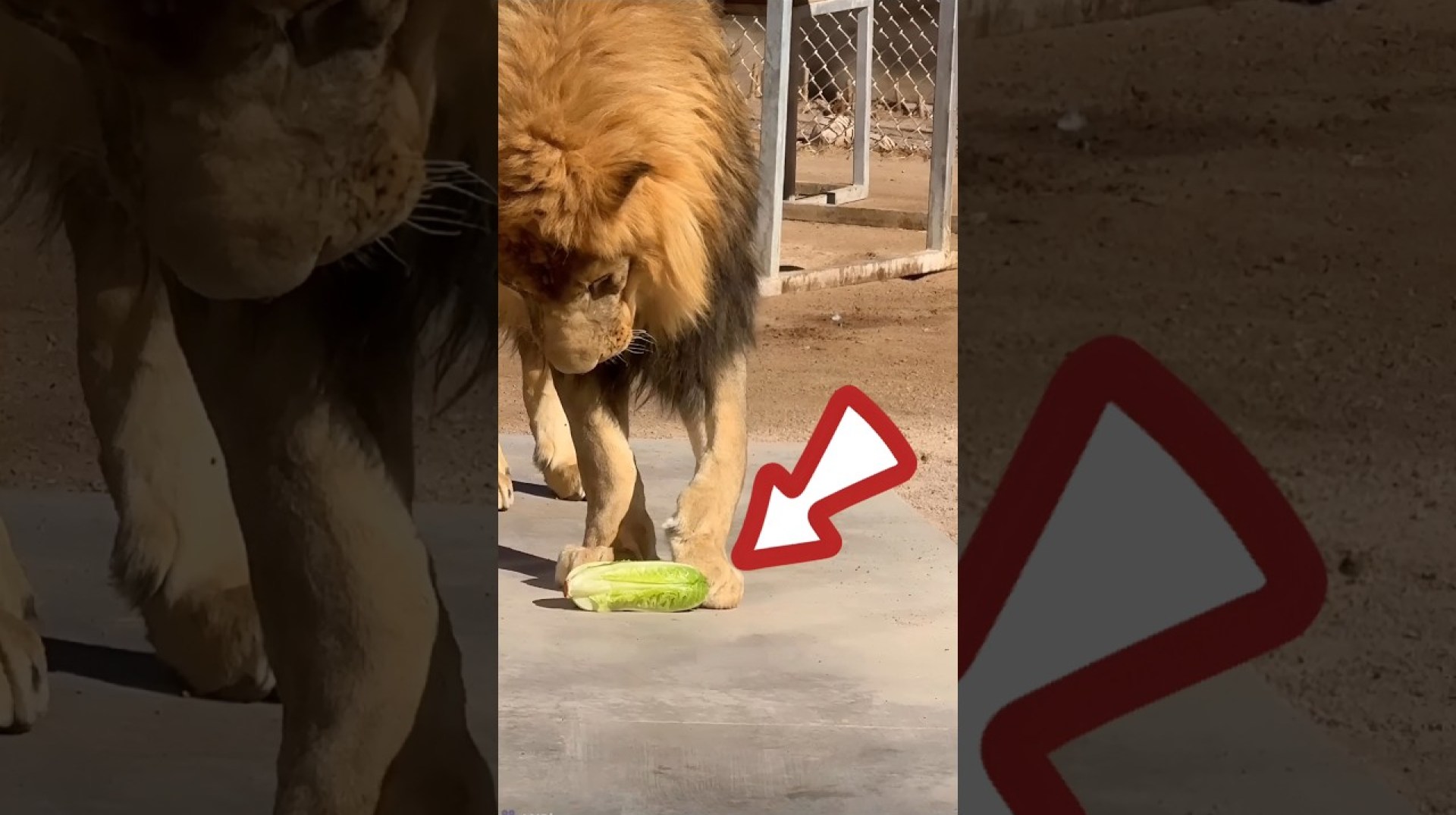 This lion is eating vegetables. #funny #food #shorts This lion is eating vegetables. #funny #food #shorts