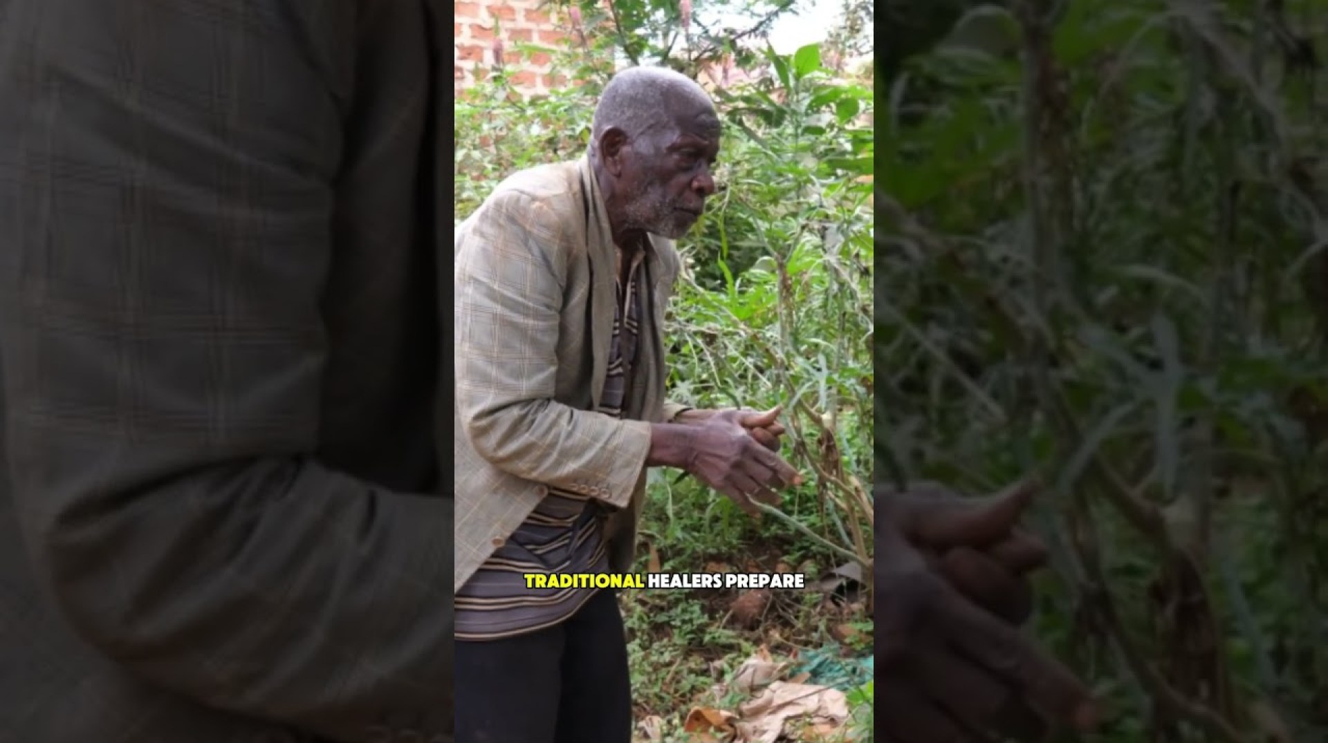 Pawpaw: Nigeria's Natural Healer – Part 01 #pawpaw #papaya #herbalmedicine Pawpaw: Nigeria's Natural Healer – Part 01 #pawpaw #papaya #herbalmedicine