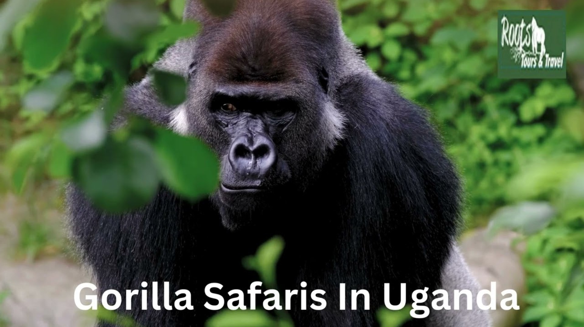 Best Uganda Gorilla Trekking Safari & Tours Best Uganda Gorilla Trekking Safari & Tours