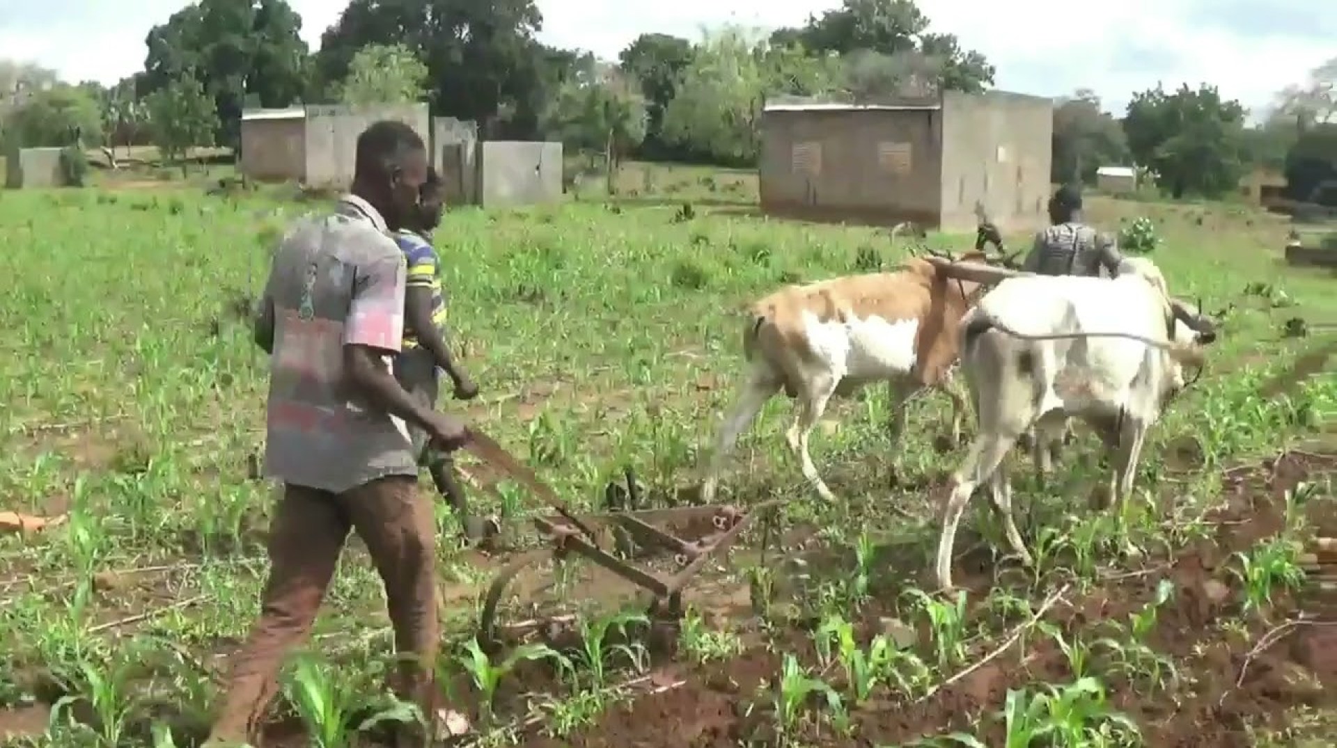 Agriculture Canadien a Bledougou 2024mp4 Agriculture Canadien a Bledougou 2024mp4