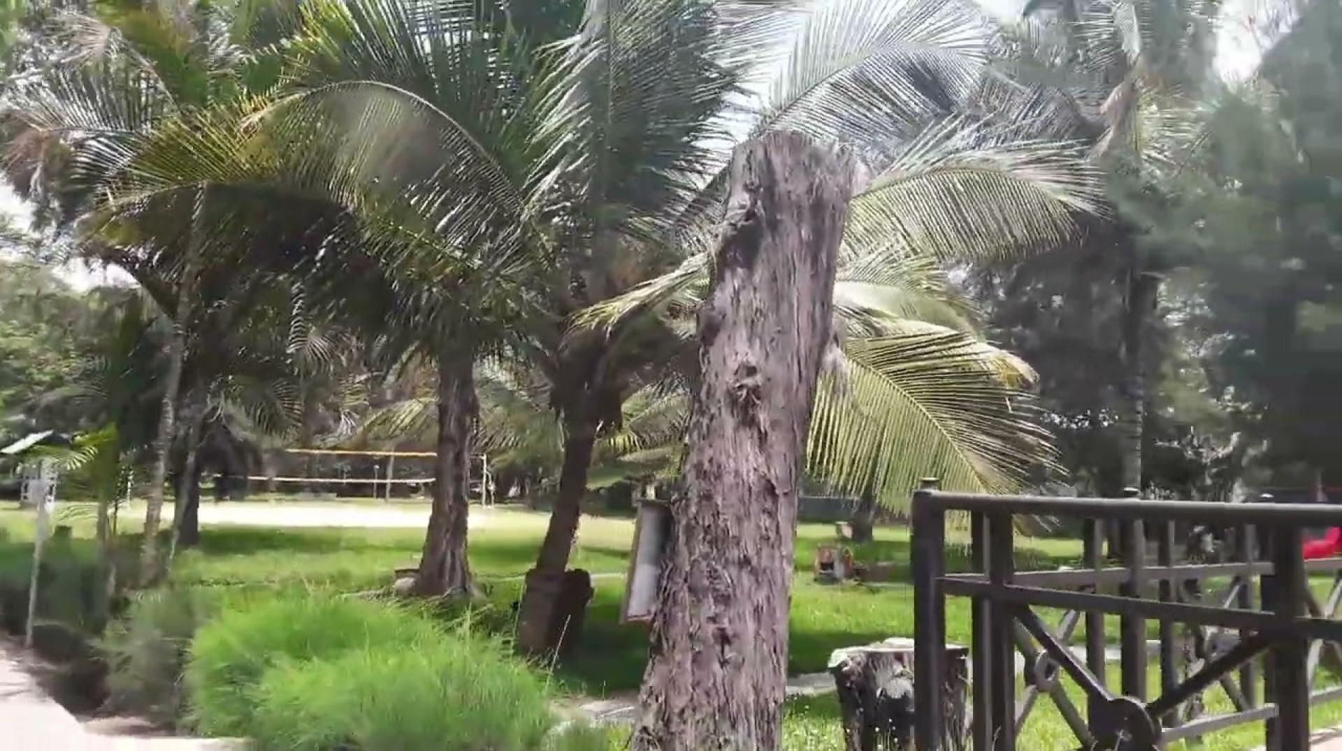 Gambia: Senegambia Beach Hotel grounds tour! #africa #birds #nature #tree Gambia: Senegambia Beach Hotel grounds tour! #africa #birds #nature #tree