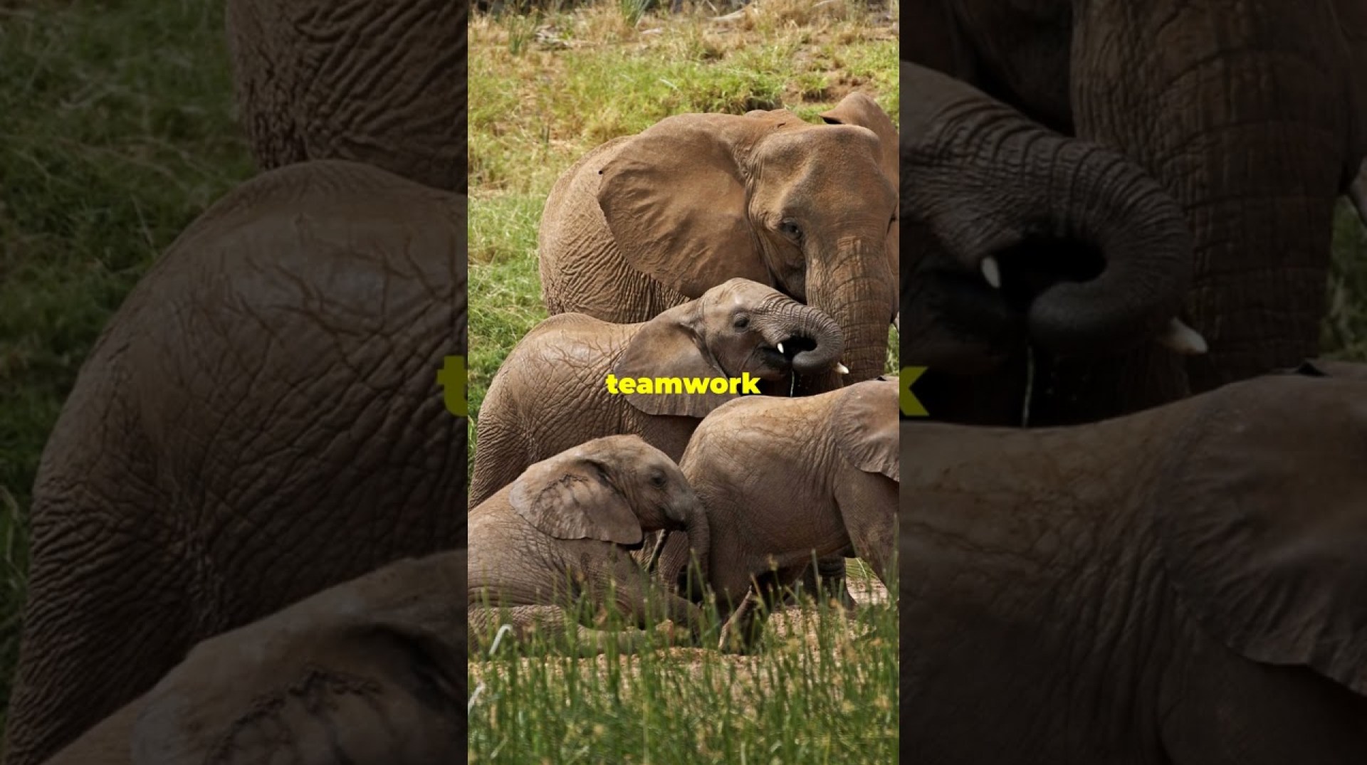 Craziest Animal Encounters in Africa! #GreatMigration #WildlifeDocumentary #SerengetiAdventure Craziest Animal Encounters in Africa! #GreatMigration #WildlifeDocumentary #SerengetiAdventure
