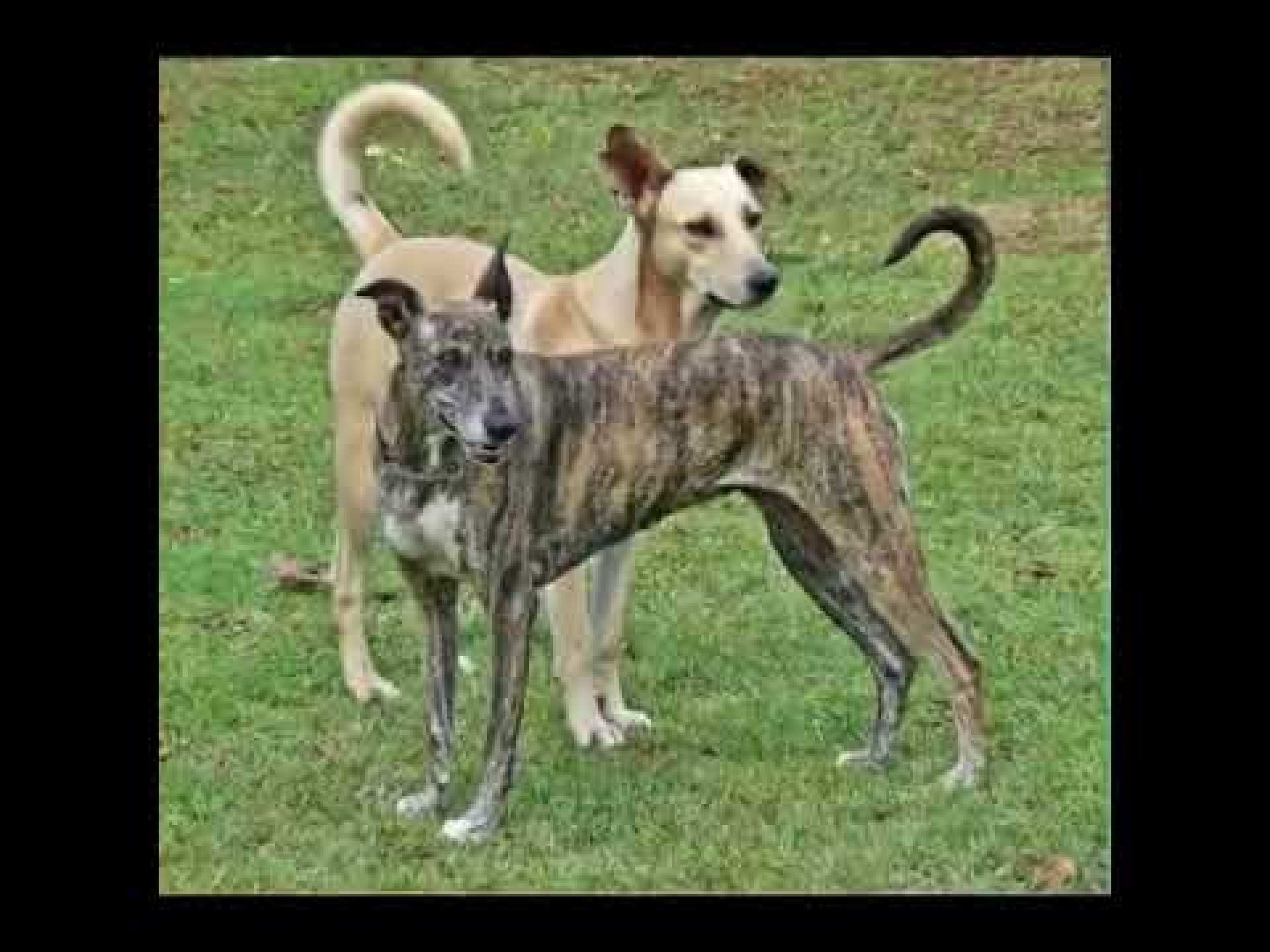 The Enigmatic Mutina African shepherd Dog#davidattenborough ##africanfolktales documentary #folk The Enigmatic Mutina African shepherd Dog#davidattenborough ##africanfolktales documentary #folk