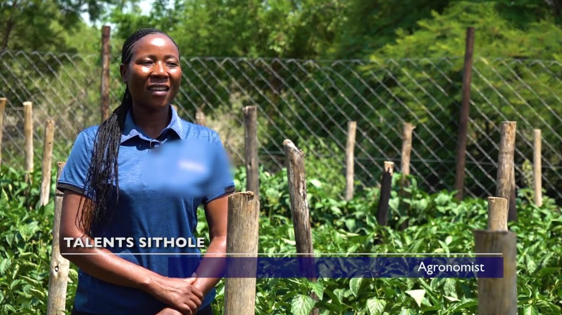 Zimbabwe's Horticultural Game Changer! (Green Pepper Production)” Zimbabwe's Horticultural Game Changer! (Green Pepper Production)”