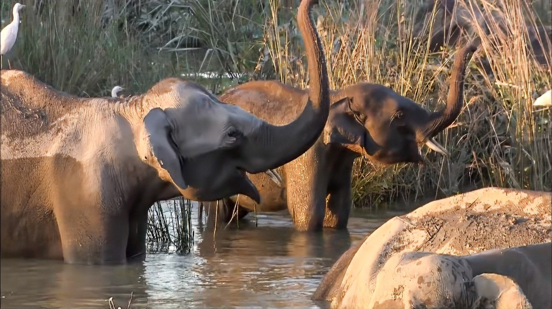 Rhinocéros, tigres et éléphants : le combat pour survivre dans le parc national du Kaziranga Rhinocéros, tigres et éléphants : le combat pour survivre dans le parc national du Kaziranga